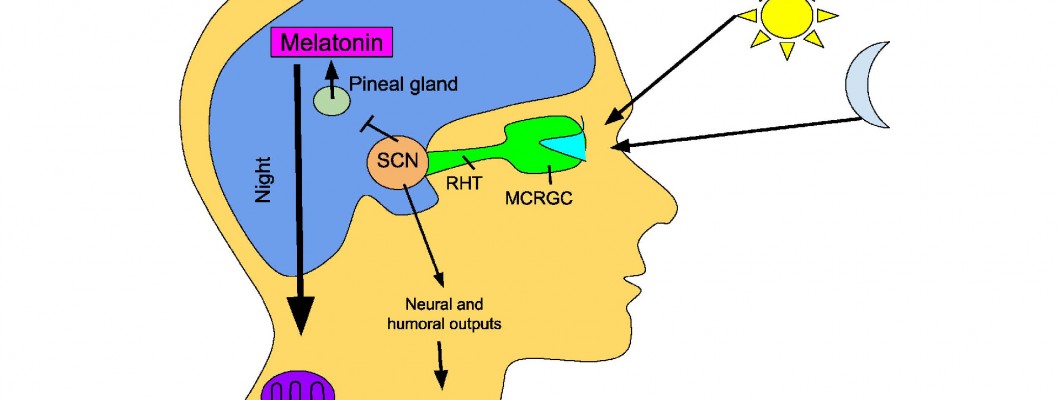 Melatonin Nedir?